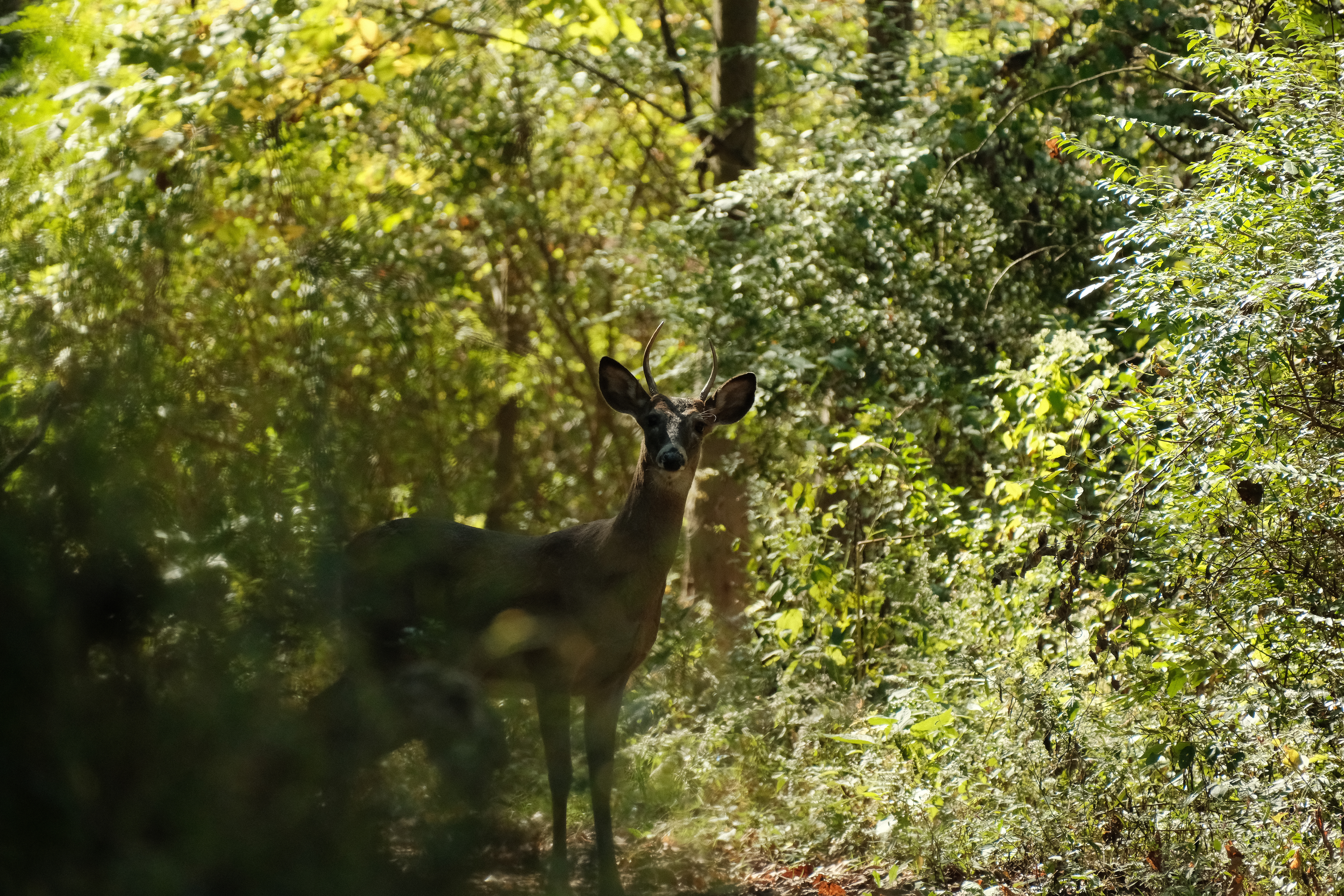 A deer in the woods looking directly at the camera